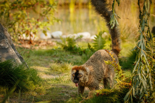 Red lemur slowly walking in zoo