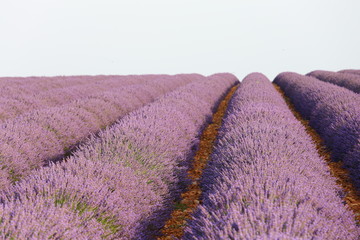 Campo di lavanda