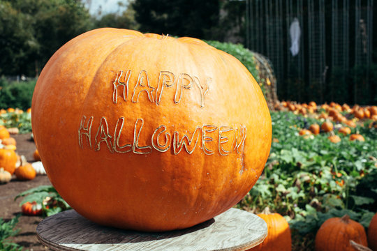 Large pumpkin at a patch with Happy Halloween written on it
