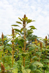 wheat plant with cloudy sky background low angle view in garden field