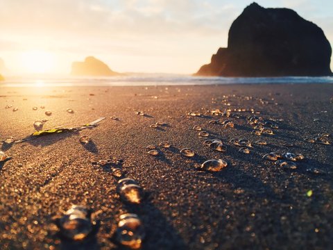 Tiny Jellyfish Strewn Across Sandy Ocean Shore At Sunset