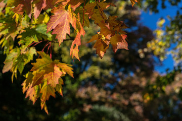 red orange leaves on tree in fall season autumn
