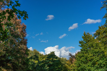 tree in autumn fall season with sky green red yellow colour