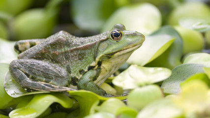 Teichfrosch