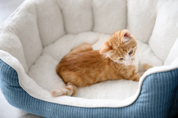 Cute little kitten in pet bed
