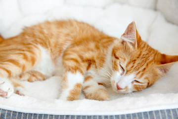 Cute little kitten sleeping in pet bed