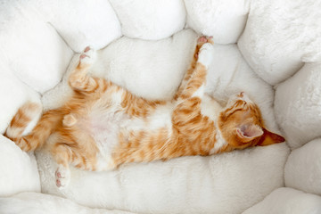 Fototapeta na wymiar Cute little kitten sleeping in pet bed