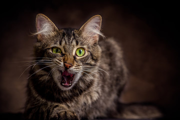 Hungrige Katze vor dunklem Hintergrund
