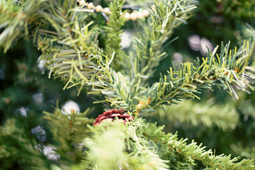 Naklejka na ściany i meble Christmas tree without ligts and decoration close-up