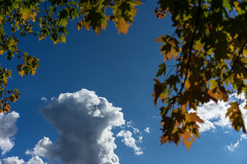 tree with red and green leaves in fall with sky background and white clouds in fall season autumn