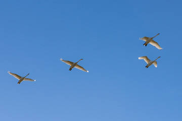Whooper swans fly over in blue sky