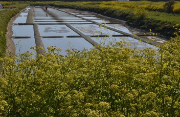 Marais salants de l'île de Noirmoutier en Vendée