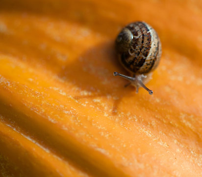 Tiny snail on an orange pumpkin