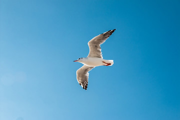 Fototapeta na wymiar Biały ptak na błękitnym niebie