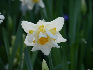 Easter bell as a plant, narcissus, daffodil, withe yellow,leaves in background, look in the inner. more daffodil in background.