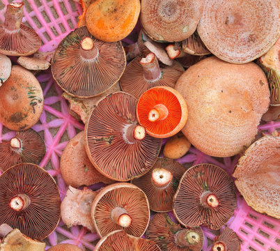 Fresh wild mushrooms