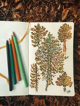 spruce trees