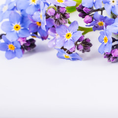 close-up of Myosotis or forget-me-nots on white background with copy space. macro spring and summer border template floral. mockup greeting and holiday card.