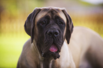 Fototapeta premium Female English Mastiff Dog