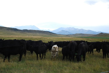 One of the Herd (2)