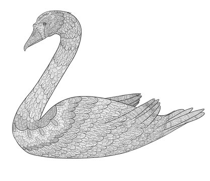 Doodle swan coloring book. Bird isolated on white background.