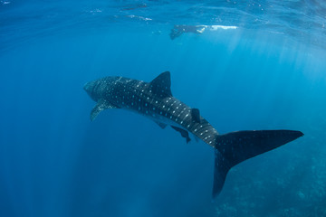 Whale Shark and Videographer