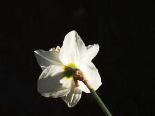 Easter bell as a plant, narcissus, daffodil,leaves in background, look the backside.
