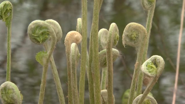 Close up, fiddlehead plant near pond in Acadia National Park
