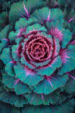 Ornamental Cabbage