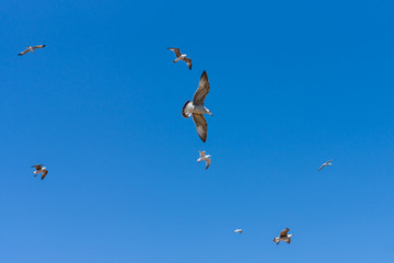 Gulls flying against the blue sky.