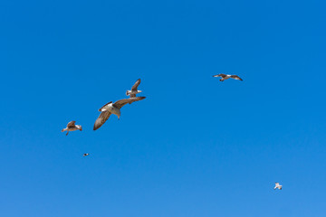 Gulls flying against the blue sky.