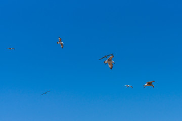 Gulls flying against the blue sky.