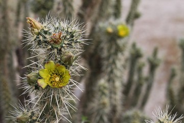 Yellow Desert Bloom (2)