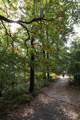 Fototapeta premium Wild autumn Landscape in the Czech Switzerland, Czech Republic