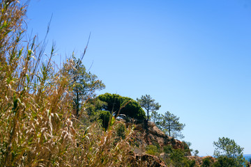 Green trees and bright sunny natural scenic blue sky background. Outdoors freedom recreation activities view