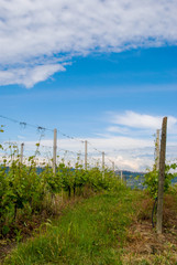 Vineyard in the Langhe