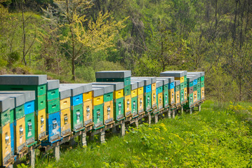 Hive in a meadow