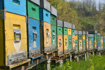 Fototapeta na wymiar Hive in a meadow