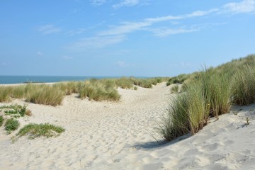 Fototapeta na wymiar Dünen Landschaft mit viel Sand an der Nordseeküste in den Niederlanden auf der Insel Schouwen-Duiveland