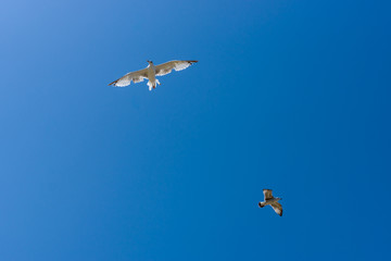 Gulls flying against the blue sky.