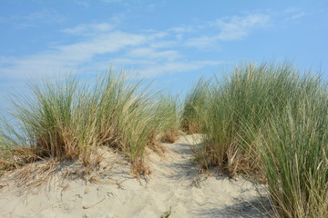 Fototapeta na wymiar Strandhafer in den Sanddünen an der Nordseeküste mit blauem Himmel und weiße Wolken
