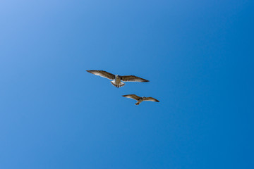 Gulls flying against the blue sky.