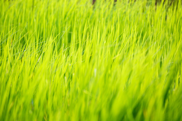 Grass texture, Blurry in foreground and background