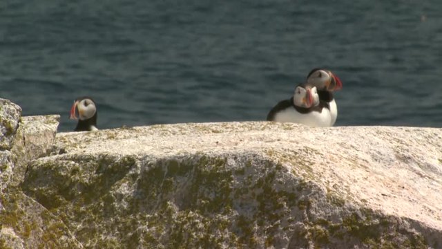 Puffins sit on rocky coast