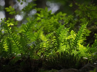 Forest ferns