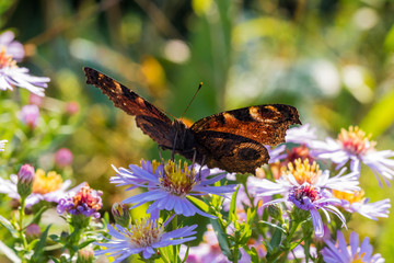 The peacock butterfly sitting on a flower