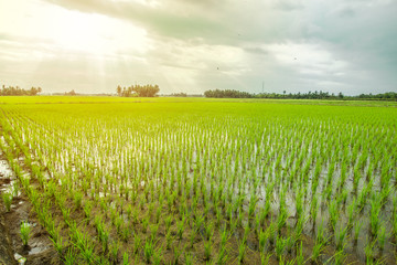 Beautiful Rice Field and Cloudy Sky 