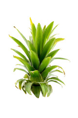 Pineapples leaves on a white background..