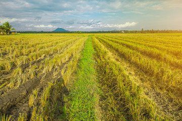 Beautiful Rice Field after Harvesting and Cloudy Blue Sky 
