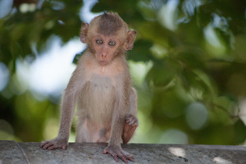 可愛いサル